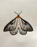 Moth Watercolor Illustration - Ghostly Silk Moth