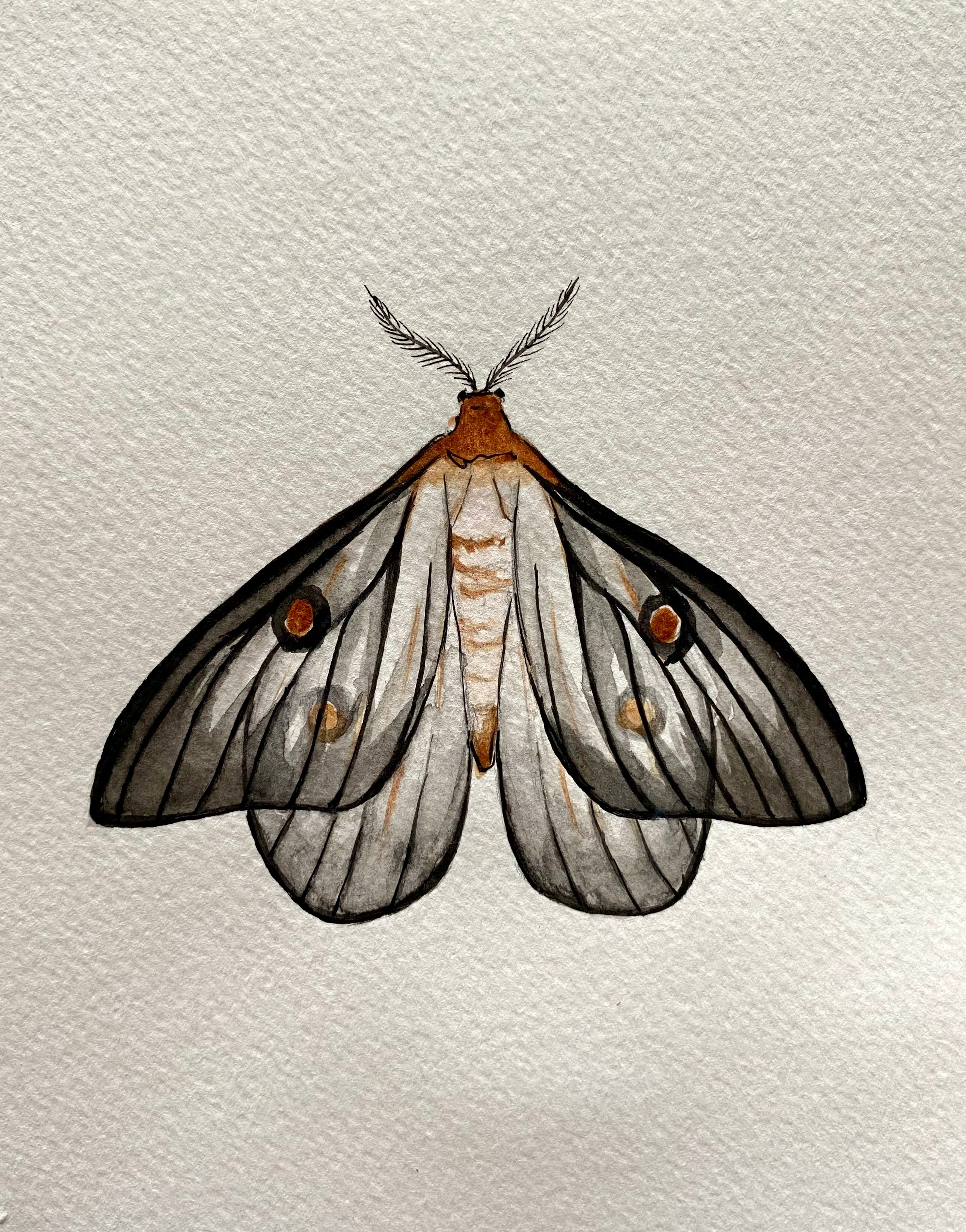 Moth Watercolor Illustration - Ghostly Silk Moth