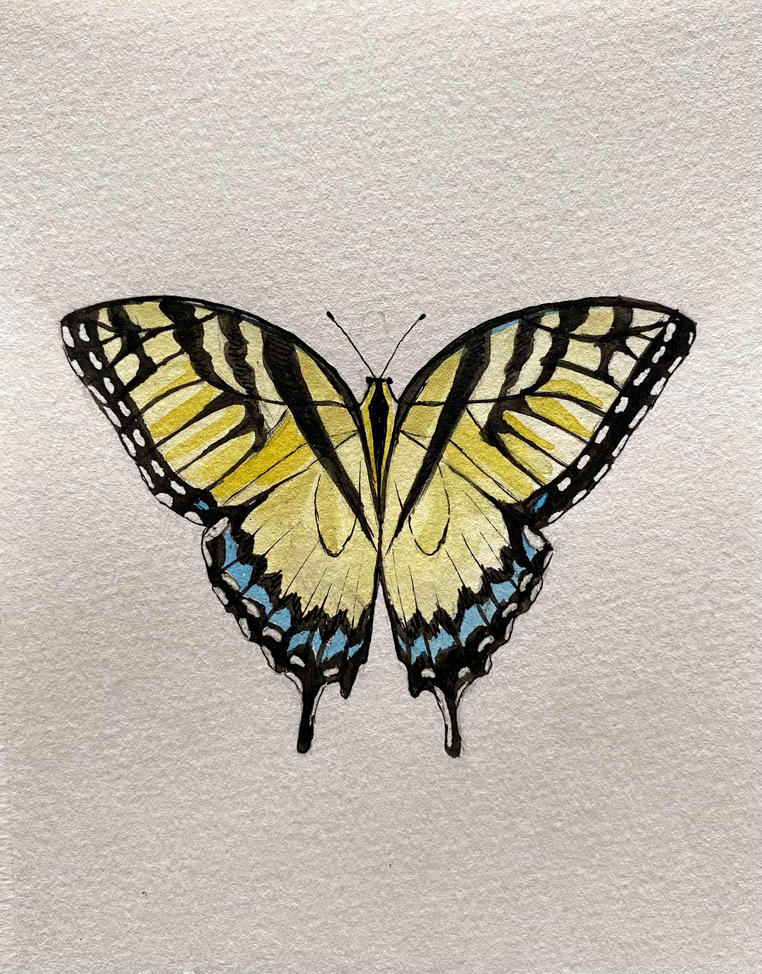 Butterfly Watercolor Illustration - Tiger Swallowtail Butterfly