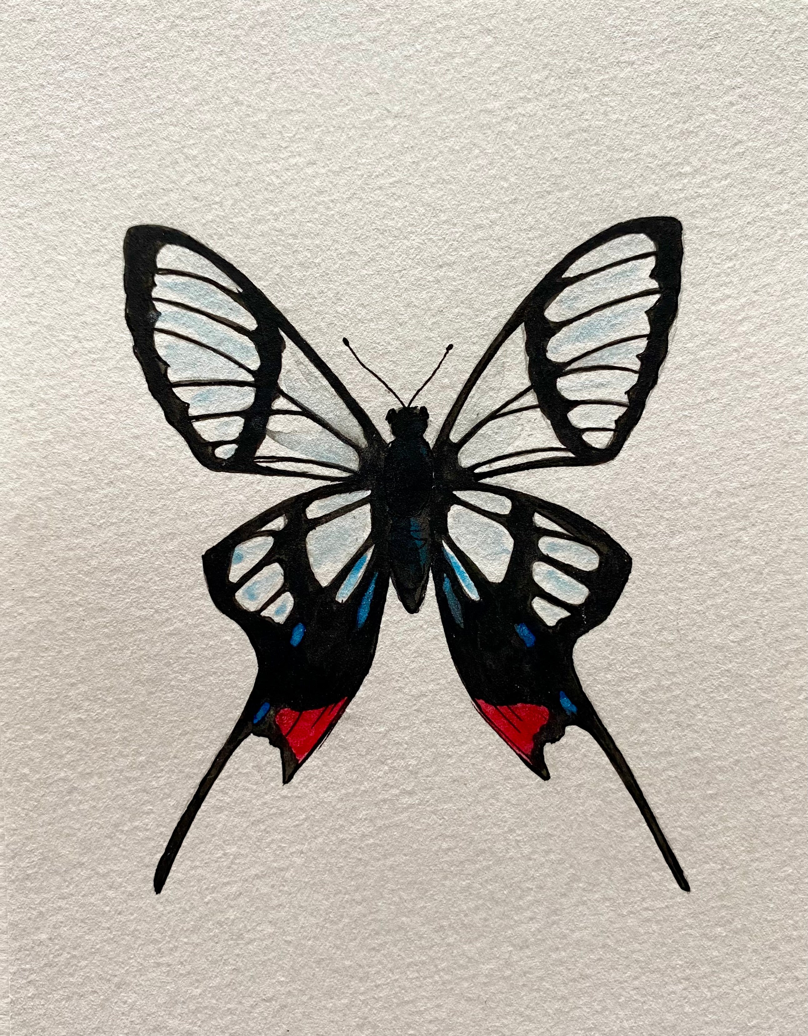 Butterfly Watercolor Illustration - Long-tailed Glass Wing Butterfly