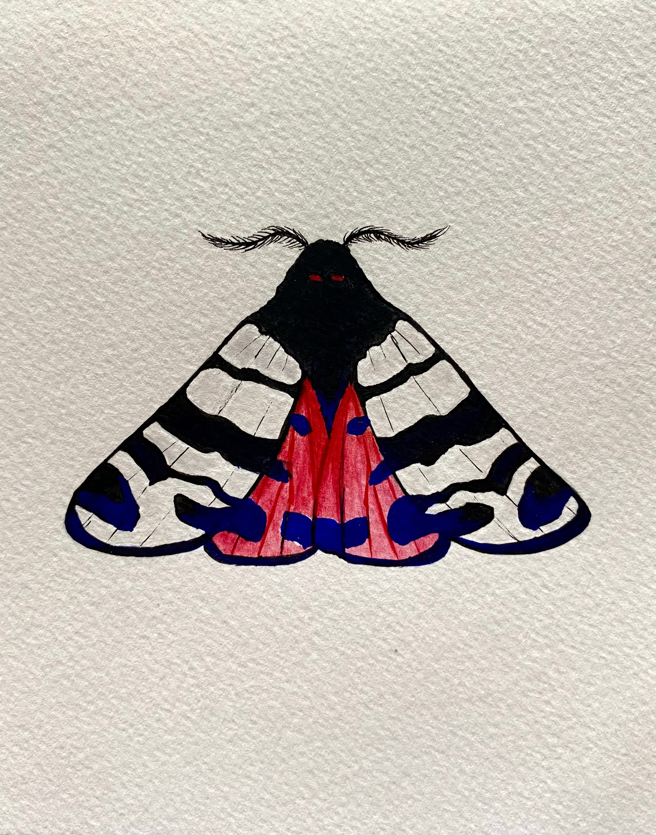 Moth Watercolor Illustration - Hebe Tiger Moth