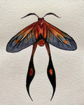 Moth Watercolor Illustration - Long-tailed Burnet Moth