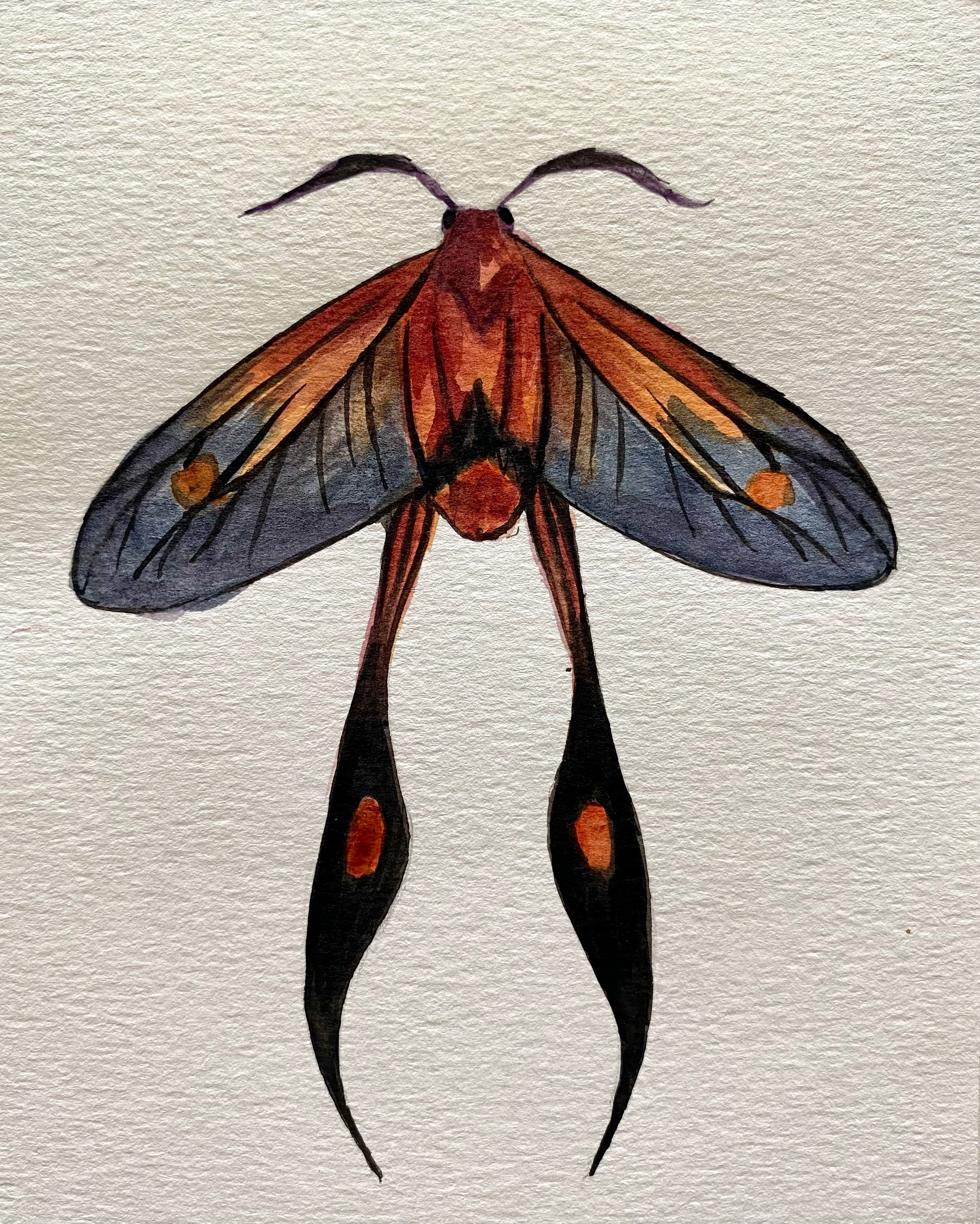 Moth Watercolor Illustration - Long-tailed Burnet Moth